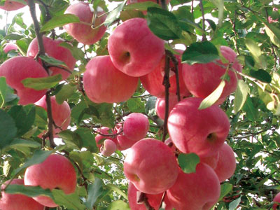 千亩苹果基地展示复壮®示范园