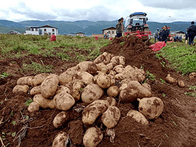 千亩连作土豆（滕州）复壮®示范园