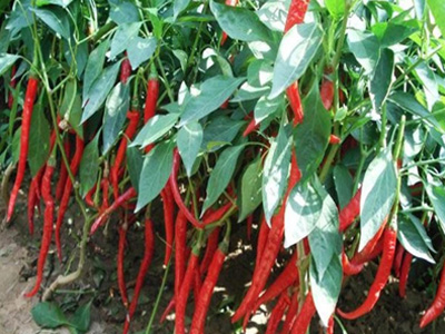 千亩连作辣椒（邯郸）复壮®示范园