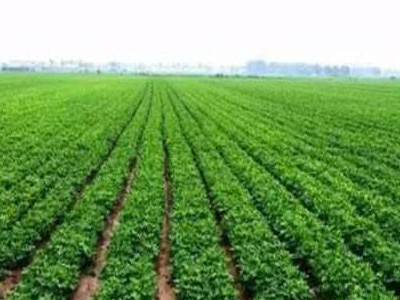 千亩连作花生（开封）复壮®示范园