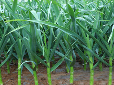 千亩连作大蒜（兰陵）复壮®示范园