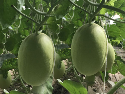 千亩连作甜瓜（莘县）复壮®示范园