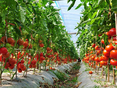 千亩连作西红柿（安阳）复壮®示范园