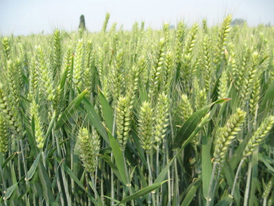 千亩东北小麦基地复壮®示范园