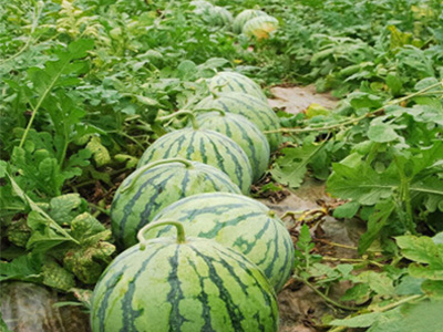 千亩连作西瓜（昌乐）复壮®示范园